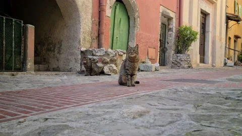 8K Two beautiful tabby cats in the typical provencal street Stock Footage 131628989
