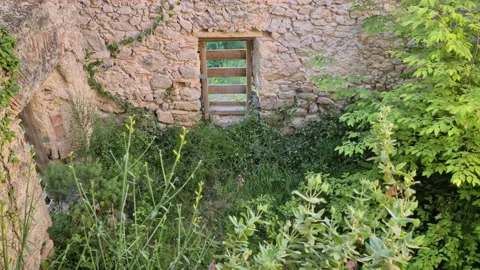 8K Vegetation Inside Stone House Stock Footage 133005695