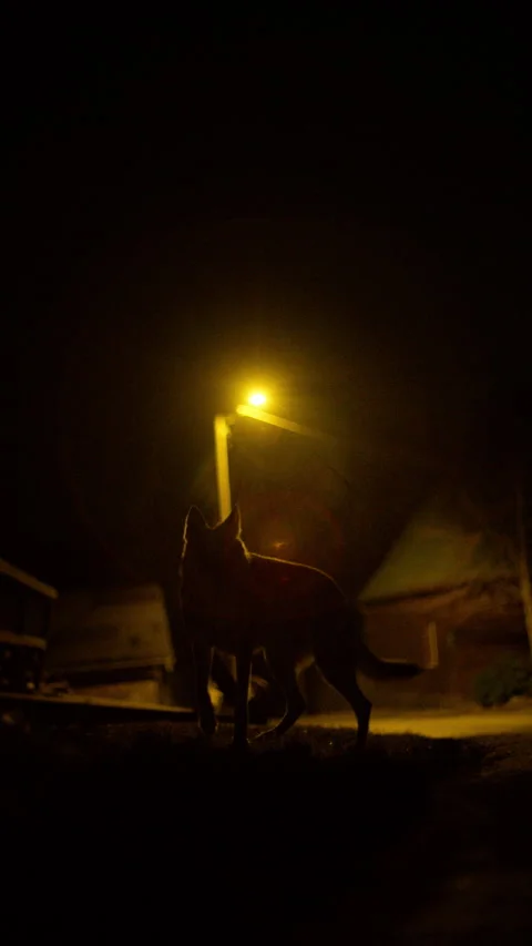 8K Vertical Wolf Silhouette Backlit by Streetlamp in Mountain Village at Night Stock Footage 305266774