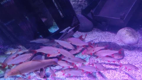 8K Video Aquarium #2 Vidéo 167356342