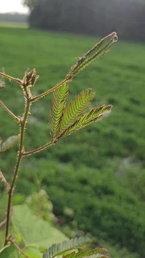 8K video of nature- ant on leaf Stock Footage 310846854