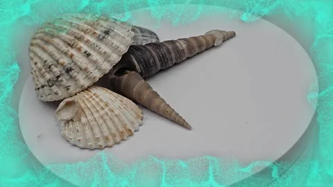 8k video of sea shells, which is a rigid and hard biological structure Stock-Footage 273849932