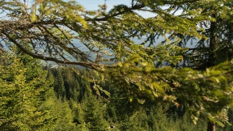 8K View through the braneches Stock Footage 125956345