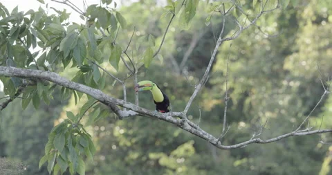 8K wide angle shot of a keel-billed toucan perching on a tree branch Stock Footage 208296846