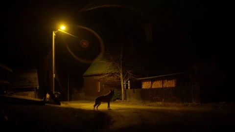 8K Wolf Cautiously Explores Human Dwelling at Night Under Streetlamp Glow Stock Footage 305167269