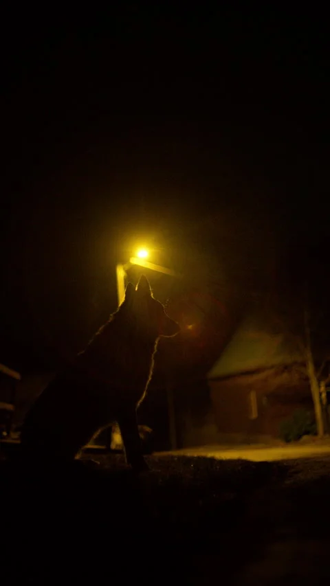8K Wolf at Night in a Quiet Mountain Village Illuminated by Streetlight Stock Footage 304907659