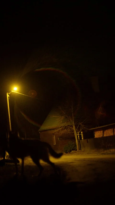 8K Wolf Wanders Through Mountain Village at Night Under Streetlamp Glow Stock Footage 304911163