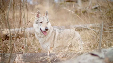 8K Wolfdog Among Fallen Trees – Wild Forest Survival Scene Stock Footage 304909787