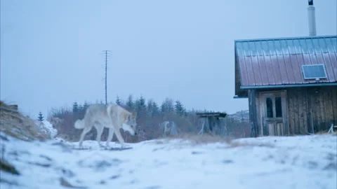 8K Wolfdog Exploring Snowy Mountain Cabin under Winter Sky Stock Footage 305838710