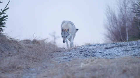 8K Wolfdog Sniffs Around Snowy Trail Beneath Blue Sky and Swaying Branches Stock Footage 305693378