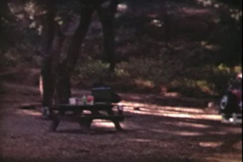 8mm archive-forest and trees Stock Footage 20472312