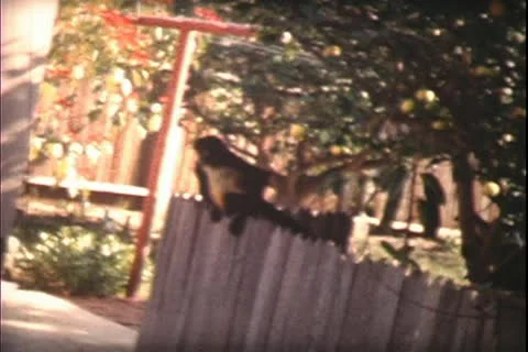 8mm archive-Spider Monkey pet in yard Stock Footage 20472434