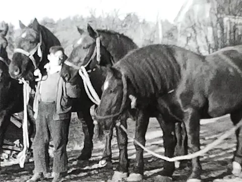 8mm film of two men working with draft horses in 1939 Stock Footage
