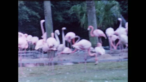 8mm Flamingos Video stock 130758703