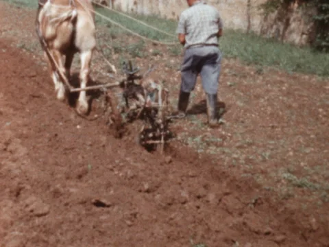 8MM - horse pulls a plow for plowing - 1956 Stock Footage 293085932