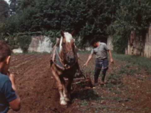 8MM - horse pulls a plow for plowing - 1956 Stock Footage 293085981