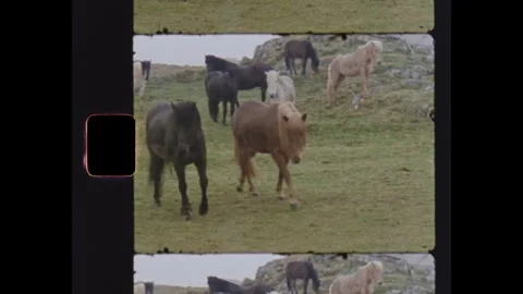 8mm Icelandic Ponies Stock Footage 263112152