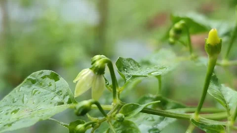 8s Macro: Blooming Chili Flowers in Rain with Birdsong - 4K Stock Footage 328057488