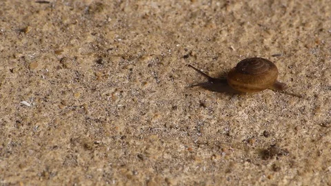 8.snail sprouting Stock Footage 113533385