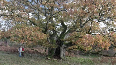 8th November 2025. Ancient Oak tree in autumn colours, Britian, UK Video stock 321026403
