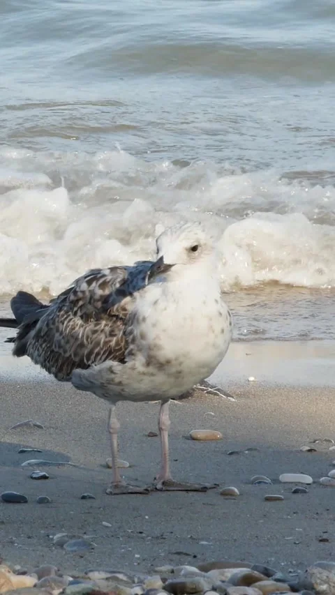 9-16 mobile-ready footage of a seagull looking around on the coastline with Stock Footage 334627618