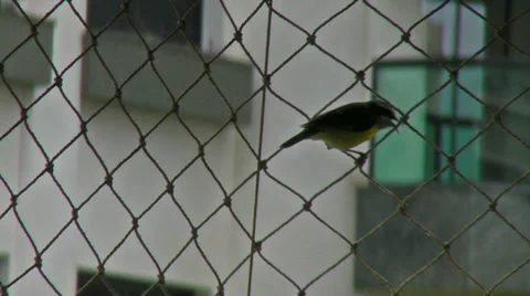 9. Bananaquit Vídeo Stock 31988302