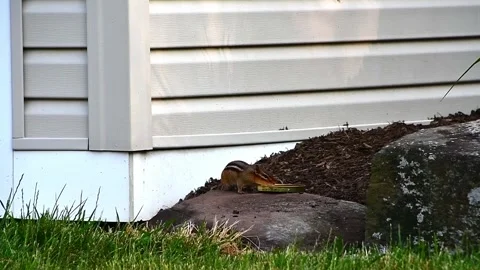 9 Chipmunk drinking on a rock Stock Footage 243383045