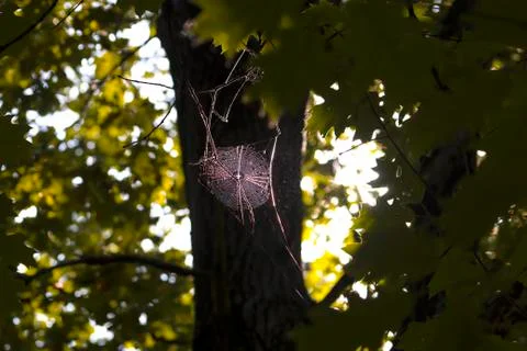 9 Cobweb in the sunshine high on a tree. Sunny evening Stock Photos