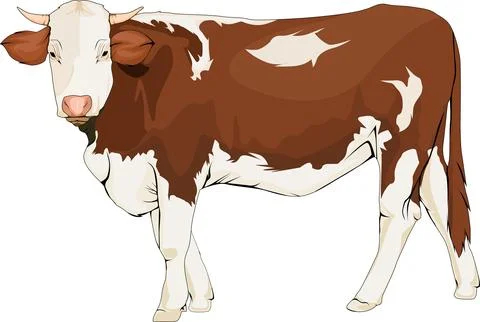 9. cow Stock Illustration