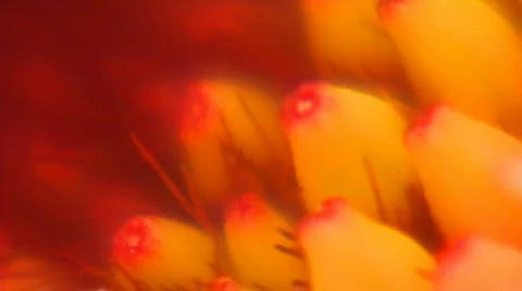 9 - Flowers Stock Footage 105452