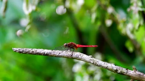 9 Stock Footage 10833286