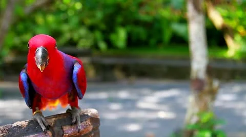 9 Stock Footage 10835083