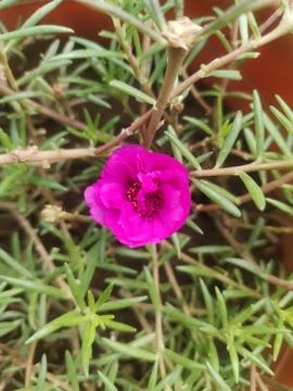 9 o'clock flower Foto stock