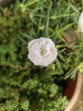 9 o'clock flower Foto stock