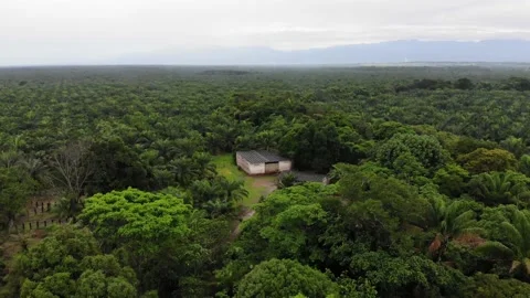 9 PLAMAS Stock Footage 136203835