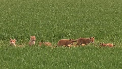 9 Red fox puppies (vulpes vulpes) are playing in corn field - wildlife - HD Stock Footage 87118024