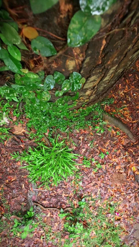 9 - Slow Motion Tilt Down of Tree Trunk with Lush Greenery Stock Footage 312884067