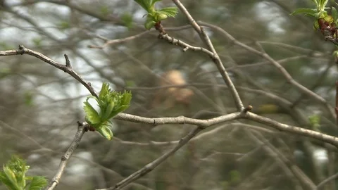 9-spring, defocus, yellow leaf 库存影片 126630221