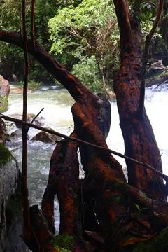9 Steps Waterfall Flowing Through Lush Tropical Jungle in Kampot, Cambodia Stock Photos