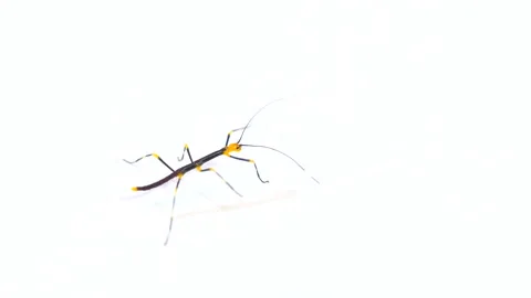 9 Tropical Phasmid Or Stick Insect Walking On White Background Video stock 144705938