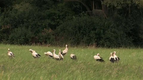 9 white storks while grooming on a moist meadow - wildlife Stock Footage 82380831