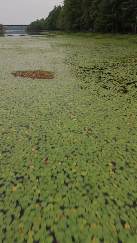 9 x 16 Lilly Pads Stump Road 7-14-26 Stock Footage 340241487