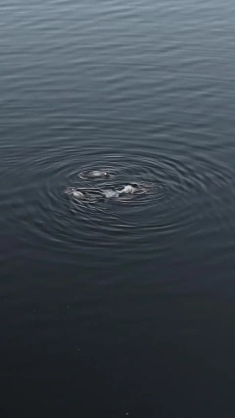 9 x 16 Three Loons Fishing 7-12-26 Stock Footage 340673809