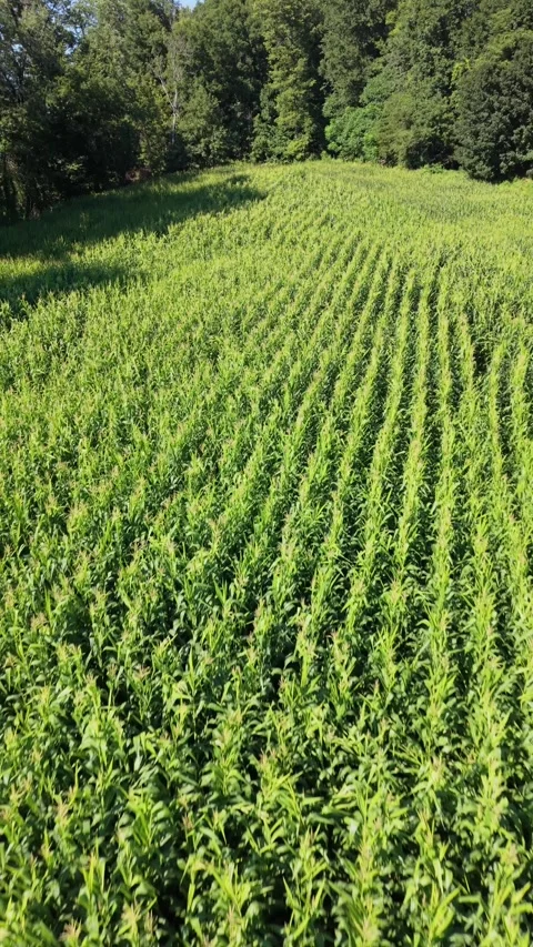 9 x 16 Vertical keene corn 8-4-26 Stock Footage 341709907