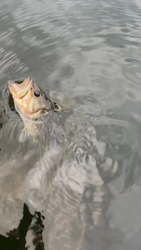 9 x 16 Vertical realeasing large mouth bass 8-9-26 Stock Footage 341859142