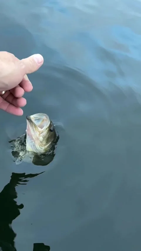 9 x 16 Vertical slow motion realeasing large mouth bass Stock Footage 341859146