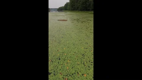 9 x 16 Vertical Stump Road  Lilly Pads 7-14-26 Stock Footage 341108668