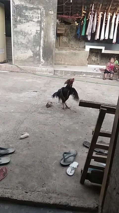9 year old children's favorite chicken Stock Footage 206333372