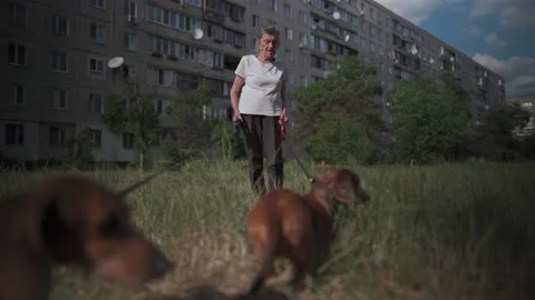 90-year-old gray-haired senior woman walks two dachshund dogs on grass near a Stock Footage 166960079