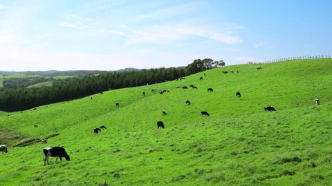900 Pastures: Cattle Grazing Stock-Footage 332297449